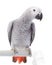 African Grey Parrot