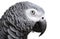 African Grey Parrot