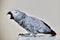 African grey parrot