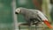 African grey parrot. bird flaps its wings