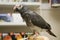 African Grey Parrot in a Bird Pet Store