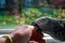 An African Grey Parrot Biting a Person`s Hand