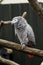 African grey parrot on a brunch at the zoo. Exotic, tropical bird