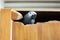 African grey parrot  chewing a closet door