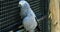 African Grey Parrot Climbing A Fence