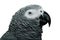 African Grey Parrot detail