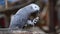 African Grey Parrot eat peanut, closeup