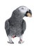 African Grey Parrot eating a peanut - Psittacus er