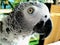 African Grey parrot - female wildlife creature