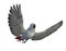 African Grey Parrot Flying