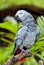 African Grey Parrot in nature