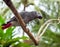 The African Grey Parrot is a parrot found in the primary and secondary rainforest of West and Central Africa.