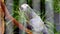 African Grey Parrot Perched on a Tree Branch