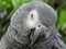 African Grey parrot portrait