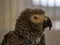 African Grey Parrot Profile