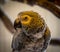 African Grey Parrot Profile