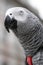 African Grey Parrot - Psihacus erithacus