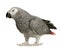 African Grey Parrot - Psittacus erithacus