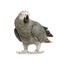 African Grey Parrot - Psittacus erithacus