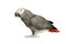 African Grey Parrot - Psittacus erithacus