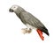 African Grey Parrot - Psittacus erithacus