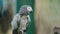 African grey parrot (Psittacus erithacus) on wood tree branch