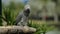 African grey parrot (Psittacus erithacus) on wood tree branch