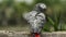 African grey parrot (Psittacus erithacus) on wood tree branch