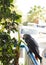 African grey parrot sitting on balcony under tree. Psittacus eri