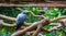 African grey parrot sitting on a branch, popular pet that can mimic human voice, tropical and endangered bird from Africa