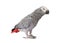 African Grey Parrot Standing to Side