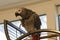 An African Grey Parrot who is fluffed up, raising a talon and looking at the camera