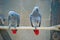 African Grey Parrots