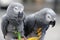 African grey parrots