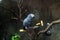 African grey standing on a log in a cage