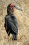 African Ground Hornbill