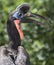 African ground hornbill, kenya, africa