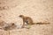 African ground squirrel