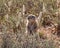 African Ground Squirrel