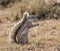 African Ground Squirrel