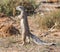 African Ground Squirrel