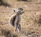 African Ground Squirrel