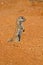 African ground squirrel, alert and standing up. Orange desert sand in Namibia