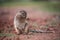African Ground Squirrel Eating or Dancing