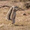 African Ground Squirrel Feeding