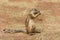 African ground squirrel (Marmotini) portrait eating a nut