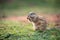 An African Ground Squirrel sitting in an upright position