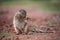 An African Ground Squirrel Xerus Sciuridae eating grass, South Africa