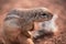 African Ground Squirrel xerus scuiridae twisted in action and looking at the camera, against a red soil background