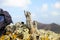 African ground squirrels on Fuerteventura, Spain.